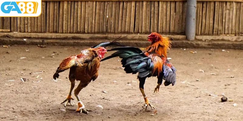 Hướng dẫn tham gia đá gà tại GA88